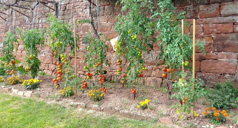 Potager bio au pied du château de Marsac en Corrèze