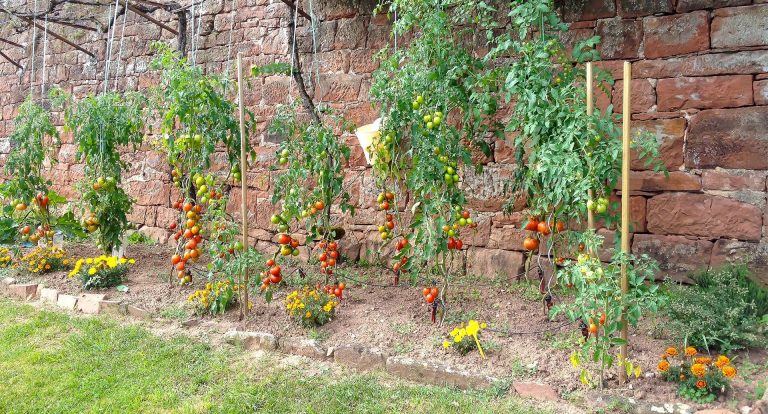 Potager bio au pied du château de Marsac en Corrèze