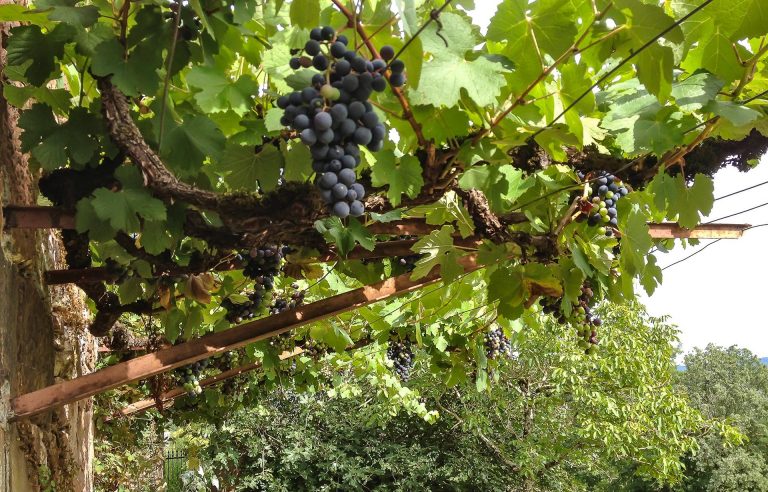 Verger bio au pied du château de Marsac en Corrèze